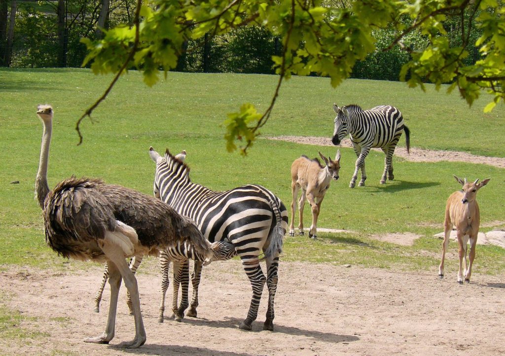 Der Nürnberger Tiergarten ist einer der schönsten in Bayern - immer wieder einen Besuch wert, mit oder ohne Kinder.